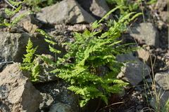 Gymnocarpium jessoense