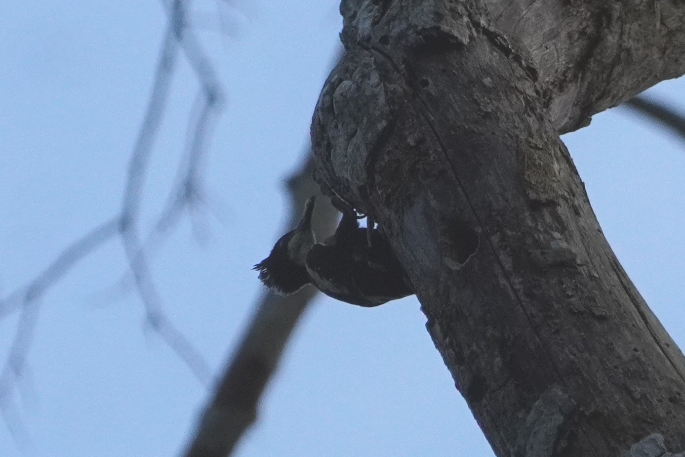Heart-spotted Woodpecker (Hemicircus canente), photo 2
