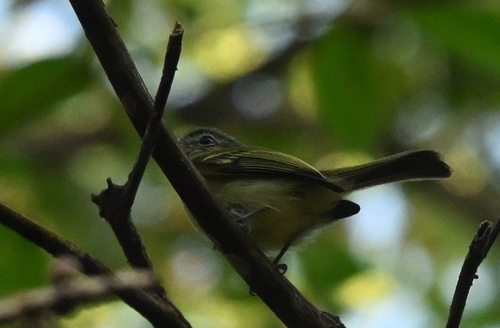 Yellow-olive Flatbill (Tolmomyias sulphurescens), photo 6