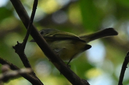 Yellow-olive Flatbill (Tolmomyias sulphurescens), photo 7