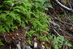 Gymnocarpium jessoense