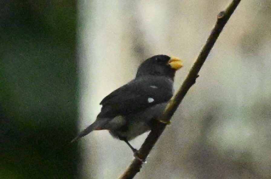 Slate-colored Seedeater (Sporophila schistacea), photo 5