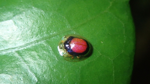 Charidotella circumnotata · iNaturalist