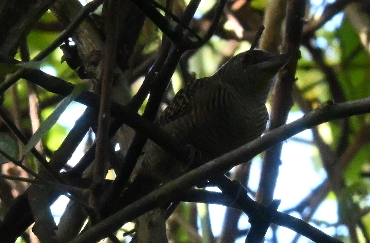 Fasciated Antshrike (Cymbilaimus lineatus), photo 9