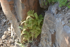 Gymnocarpium jessoense