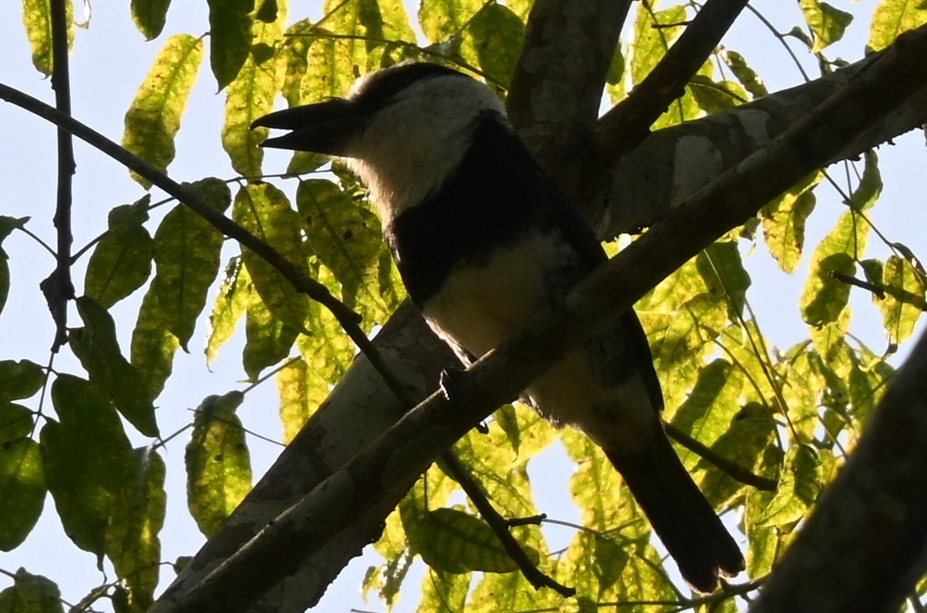 White-necked Puffbird (Notharchus hyperrhynchus), photo 5