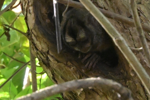 Panamanian Night Monkey