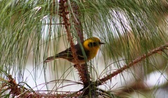 Peucedramus taeniatus