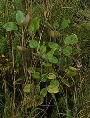 Brachyglottis rotundifolia