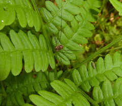 Amilenus aurantiacus
