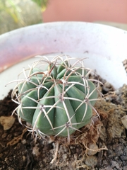 Melocactus