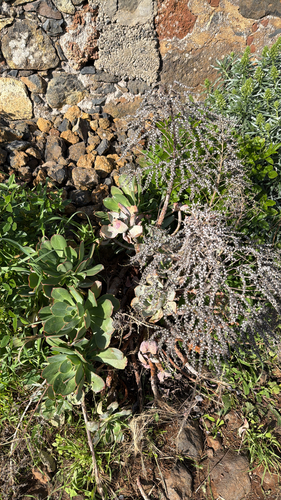 Bramwell’s Aeonium (Aeonium davidbramwellii)