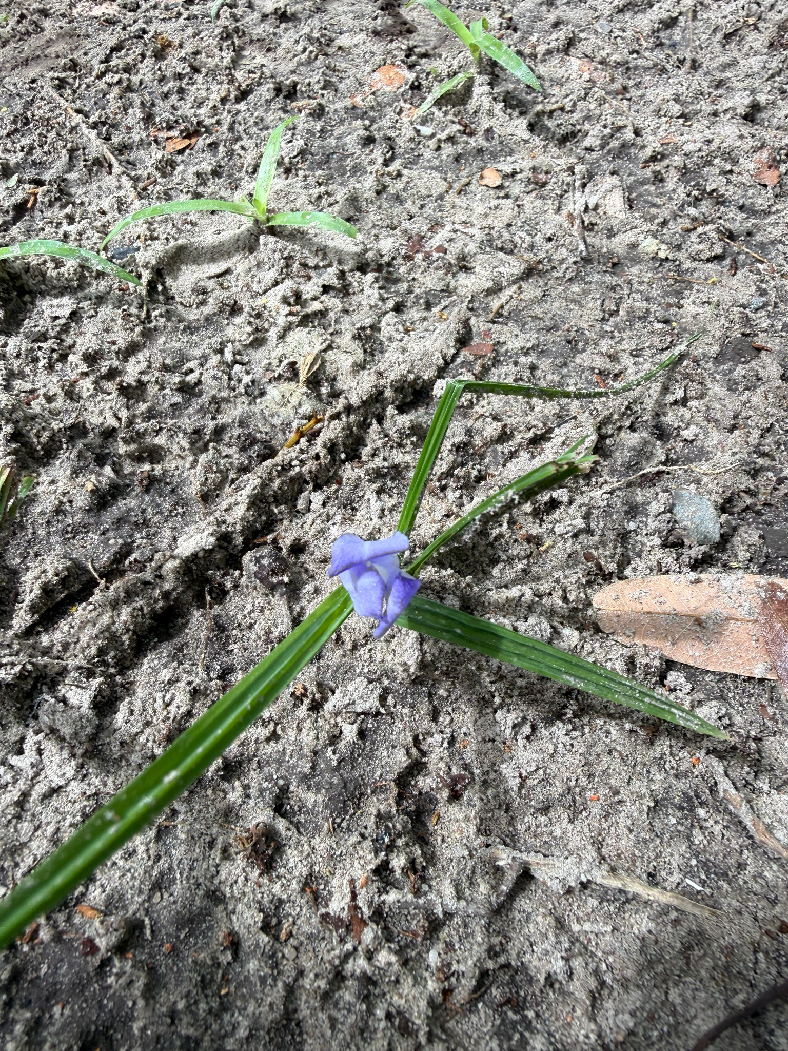 Cipura paludosa