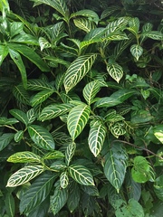 Sanchezia parvibracteata