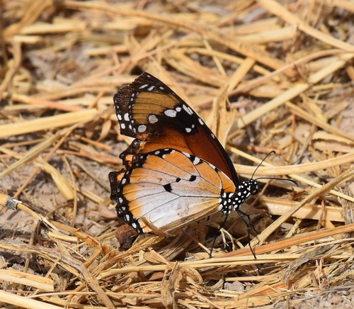 Plain Tiger Butterfly