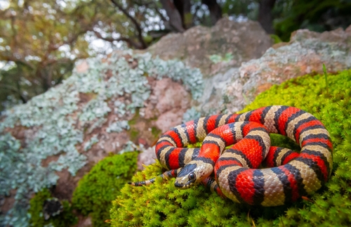 Photo of a Greer’s Kingsnake (Lampropeltis greeri)