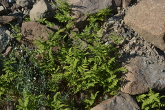 Gymnocarpium jessoense