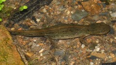 Bosca's Newt photo 5