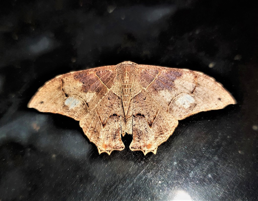Syngria druidaria