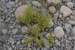 Gymnocarpium jessoense