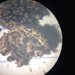 Tuckermanopsis americana