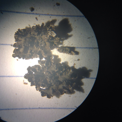 Tuckermanopsis americana