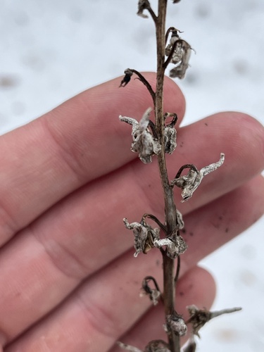 Delphinium glaucum