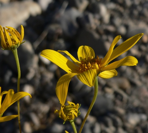 nevada goldeneye (Heliomeris multiflora)
