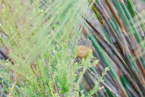 iNaturalist image