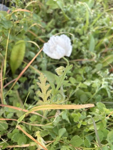 Long-head poppy