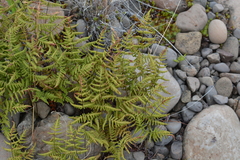 Gymnocarpium jessoense