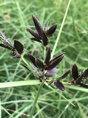 Cyperus macranthus