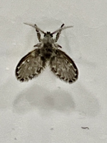 Unknown species found near Longview Dr, Rogers, AR, US