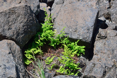 Gymnocarpium jessoense