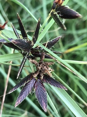 Cyperus macranthus
