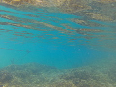 Platybelone argalus