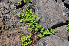 Gymnocarpium jessoense