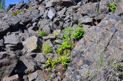 Gymnocarpium jessoense