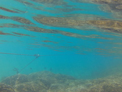 Platybelone argalus