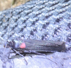 Monosyntaxis holmanhunti