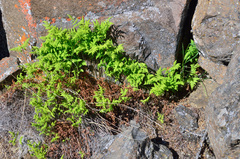 Gymnocarpium jessoense