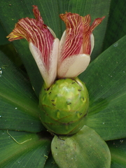 Costus malortieanus