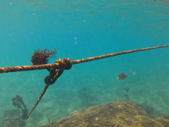 Abudefduf declivifrons