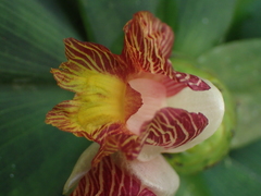 Costus malortieanus