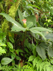 Costus malortieanus