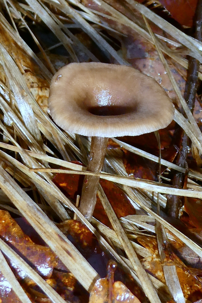 Pseudoclitocybe cyathiformis · February 2026 · photo: © patricklm35 (iNaturalist, cc0)