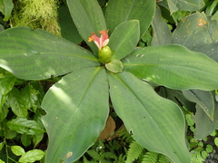 Costus malortieanus