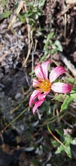 Mutisia oligodon