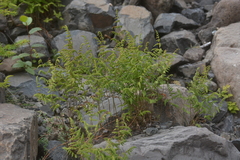 Gymnocarpium jessoense