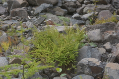 Gymnocarpium jessoense